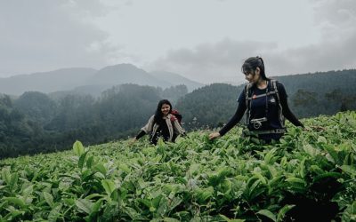 Kebun Teh Kertosari