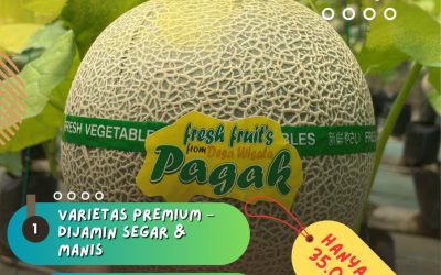 Desa Wisata Pagak Hadirkan Wisata Petik Melon Premium, Minggu 28 September 2025