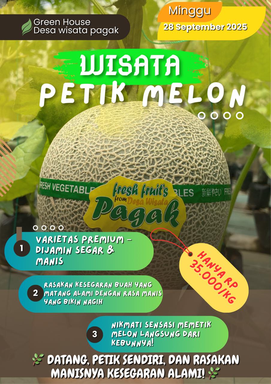 Featured image for Desa Wisata Pagak Hadirkan Wisata Petik Melon Premium, Minggu 28 September 2025