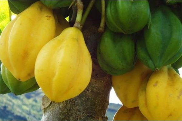 Carica, Buah Khas Dataran Tinggi Dieng